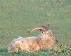 A big dirty goat with long curly horns rests in the long grass on top of a hill.