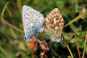 Chalkhill blue butterflies (Polyommatus coridon) mating 1.jpg
