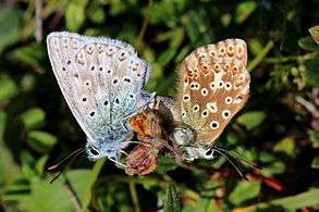 Chalkhill blue butterflies (Polyommatus coridon) mating 2.jpg