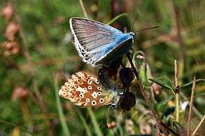 Chalkhill blue butterflies (Polyommatus coridon) mating 3.jpg