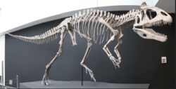 Reconstructed holotype skeleton