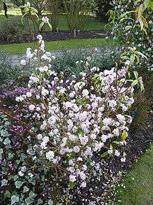 Flowering shrub of Dahpne bohlua 'Jacqueline Postill' in the Cambridge University Botanic Garden