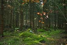 Coniferous forest on the isle of Mattön, in the northeast of the park