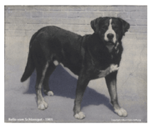 A photograph of the 1908 Greater Swiss Mountain Dog.