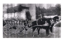 Historical photograph showing a double team of Greater Swiss Mountain Dogs pulling a merchant's wagon.