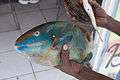 Hopewell Hanover Jamaican fish Photo D Ramey Logan.jpg