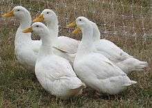 Five white ducks