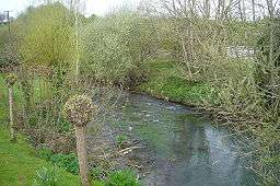 A narrow stretch of river with pollarded willow trees on both sides