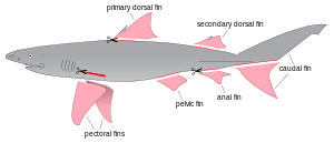 A diagram of a shark, with every fin highlighted in pink and drawn separated from its body, except for the top half of its tail