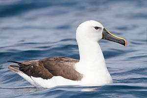 Indian yellow-nosed albatross on the water