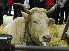head of a cream-coloured cow with small twisted horns and a pale pink muzzle